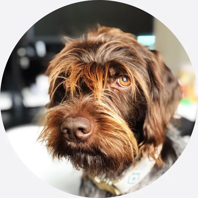 Headshot of Frankie the Office Pup, Financial Operations Mascot at LUCA.